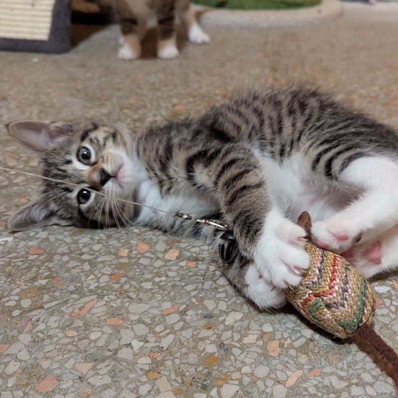 Laser Pointer Chase Sessions