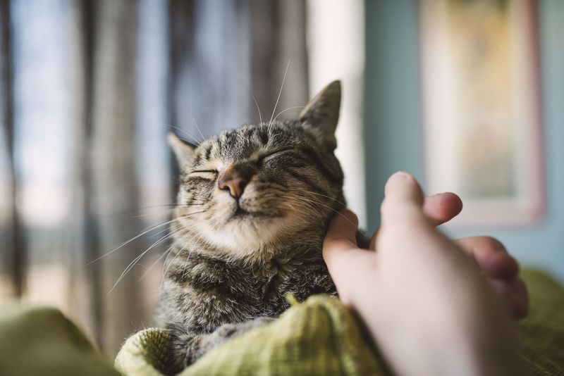 Learn Their Favorite Petting Spot