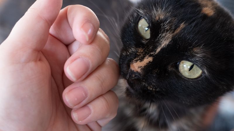 Learn the Language of the Meow