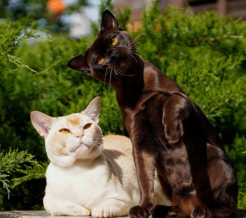 Leash-Free: European Burmese