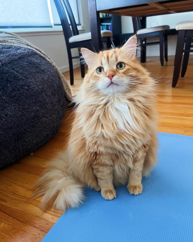 Leash-Free: Siberian Cats
