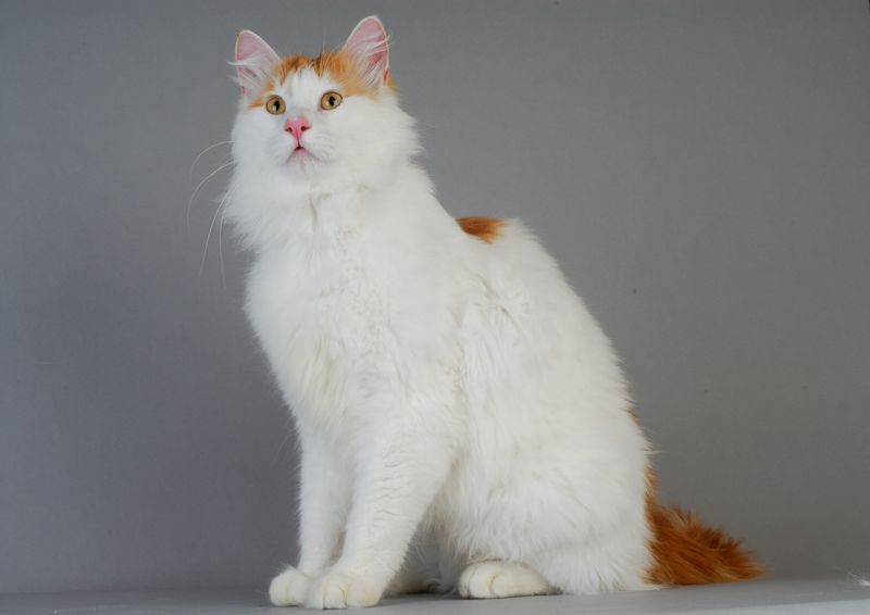 Leash-Free: Turkish Van