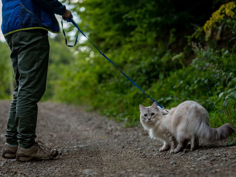 Leash Walking Isn't Natural