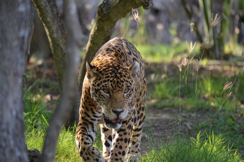 Leopard – The Silent Territory Code