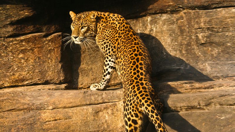 Leopard