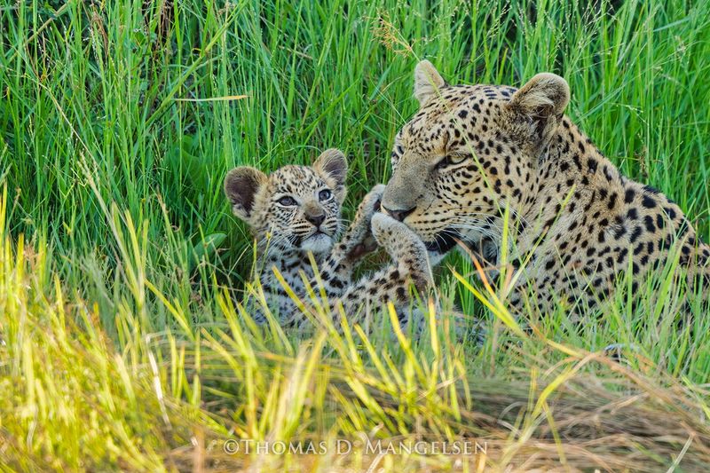 Leopard's Treetop Nursery: Aerial Protection for Precious Cubs
