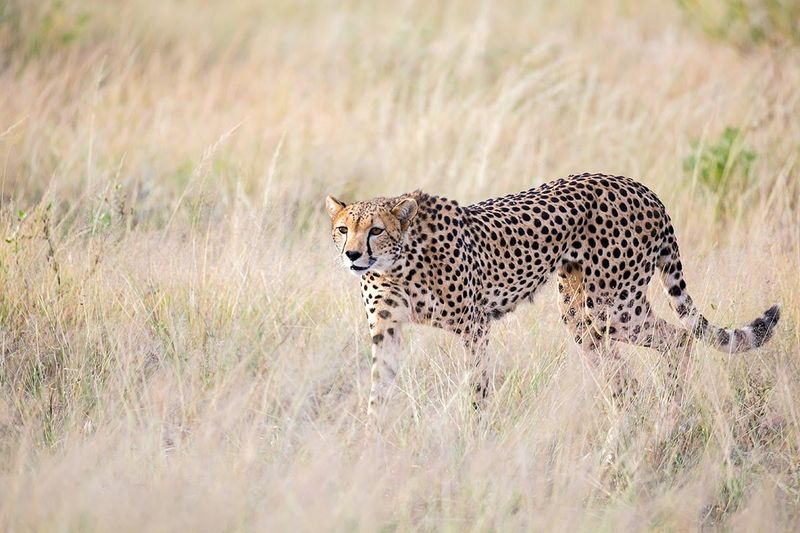Leopard