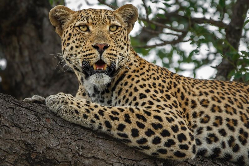 Leopard