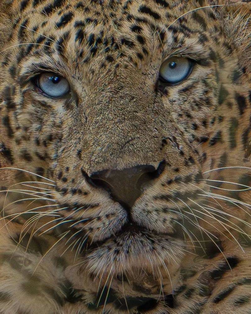 Leopard (Panthera pardus)