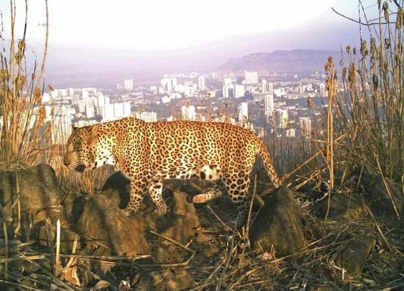 Leopard (Panthera pardus)