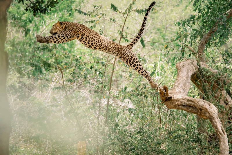 Leopard (Panthera pardus)