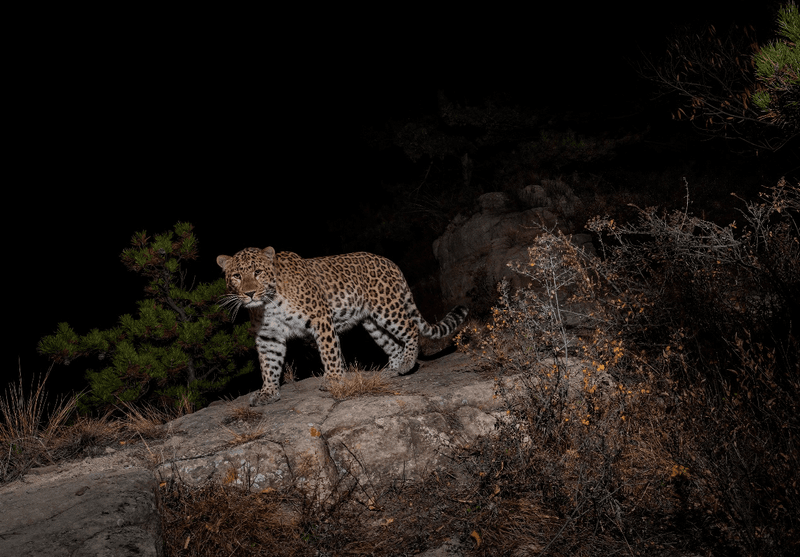 Leopard (Panthera pardus)