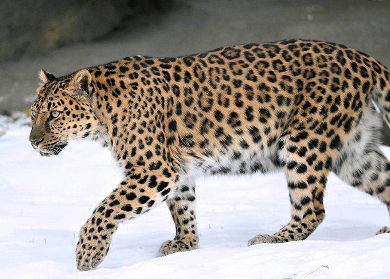 Leopard: The Master of Adaptability