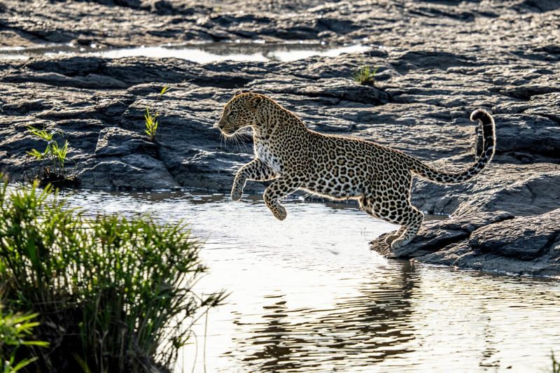 Leopards Making Waves
