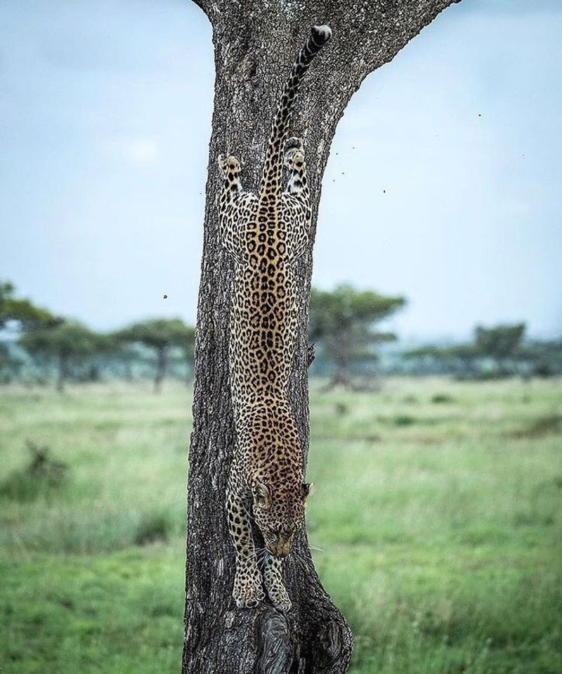 Leopard’s Versatility and Stealth