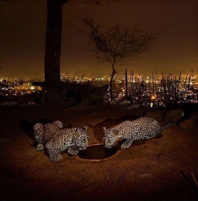 Leopards in Mumbai