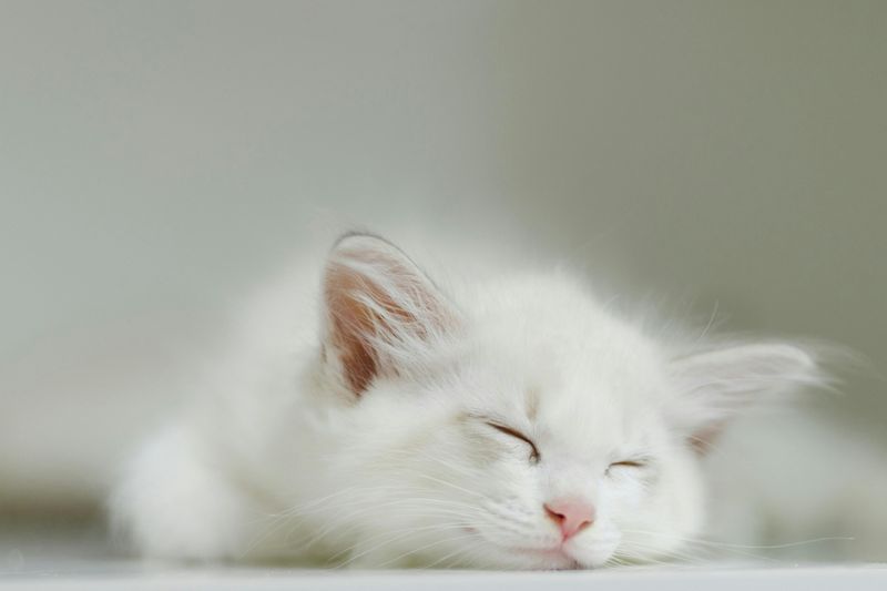 Lethargy and Sleeping More Without Energy When Awake
