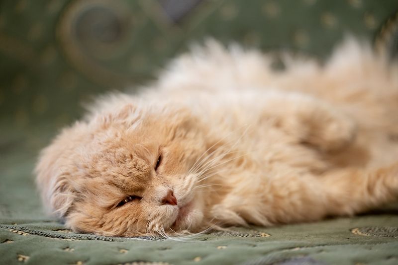 Lethargy or Decreased Activity