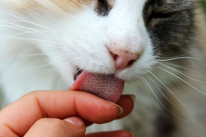 Licking Your Tears Away
