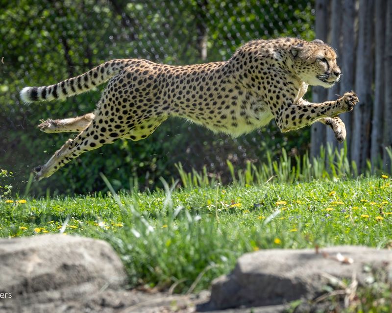 Lightning-Fast Reflexes Beat Olympic Sprinters