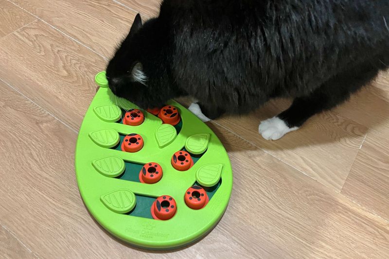 Limit Toy Rotation