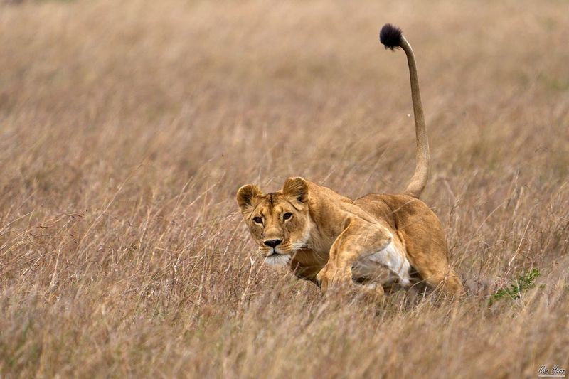 Lion