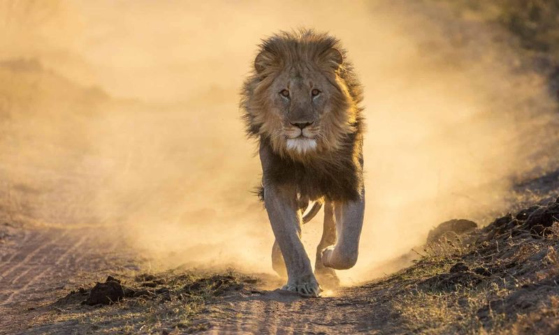 Lion