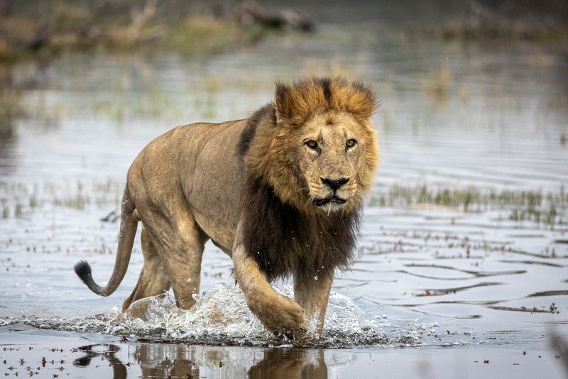 Lion Kings Of The Waterhole