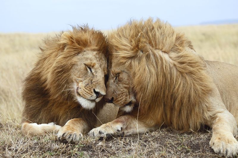 Lion (Panthera leo)