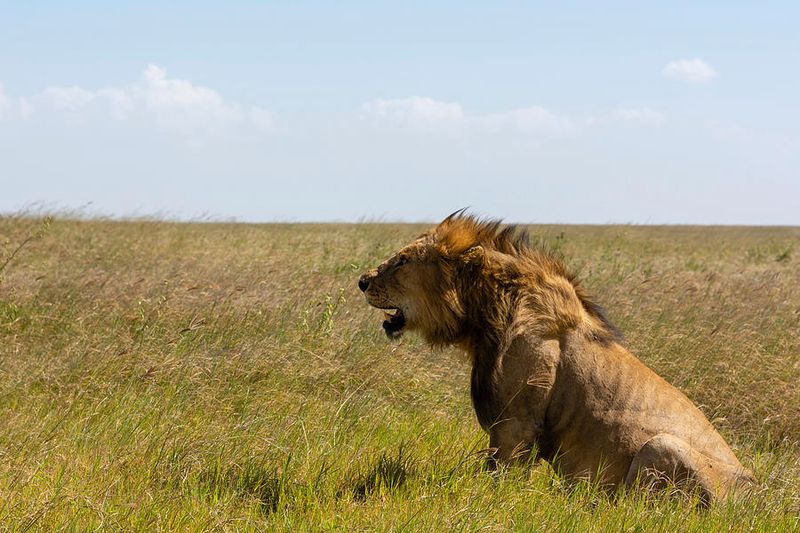 Lion (Panthera leo)