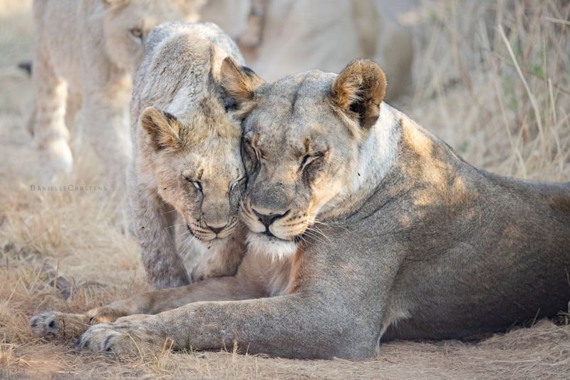 Lioness Leadership: The Pride's Protective Matriarch