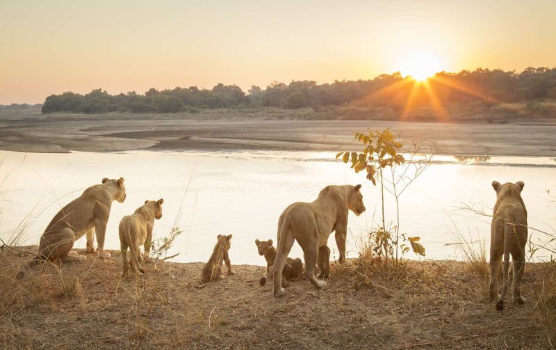 Lions Are the Only Truly Social Big Cats