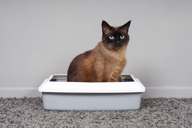 Litter Box Avoidance