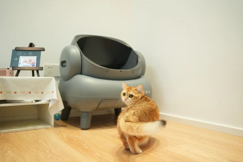 Litter Box Avoidance