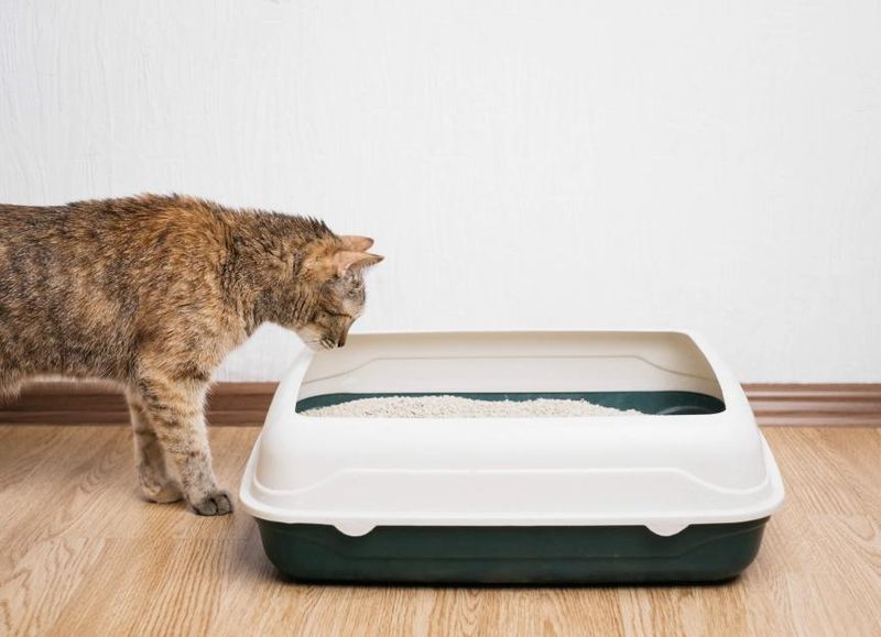 Litter Box Etiquette is Critical