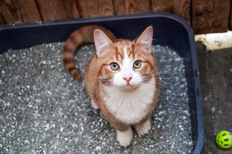 Litter Box Landmines