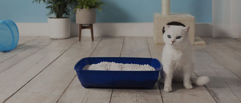 Litter Box Trained