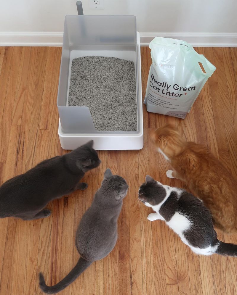 Litter Boxes in Noisy, High-Traffic Areas