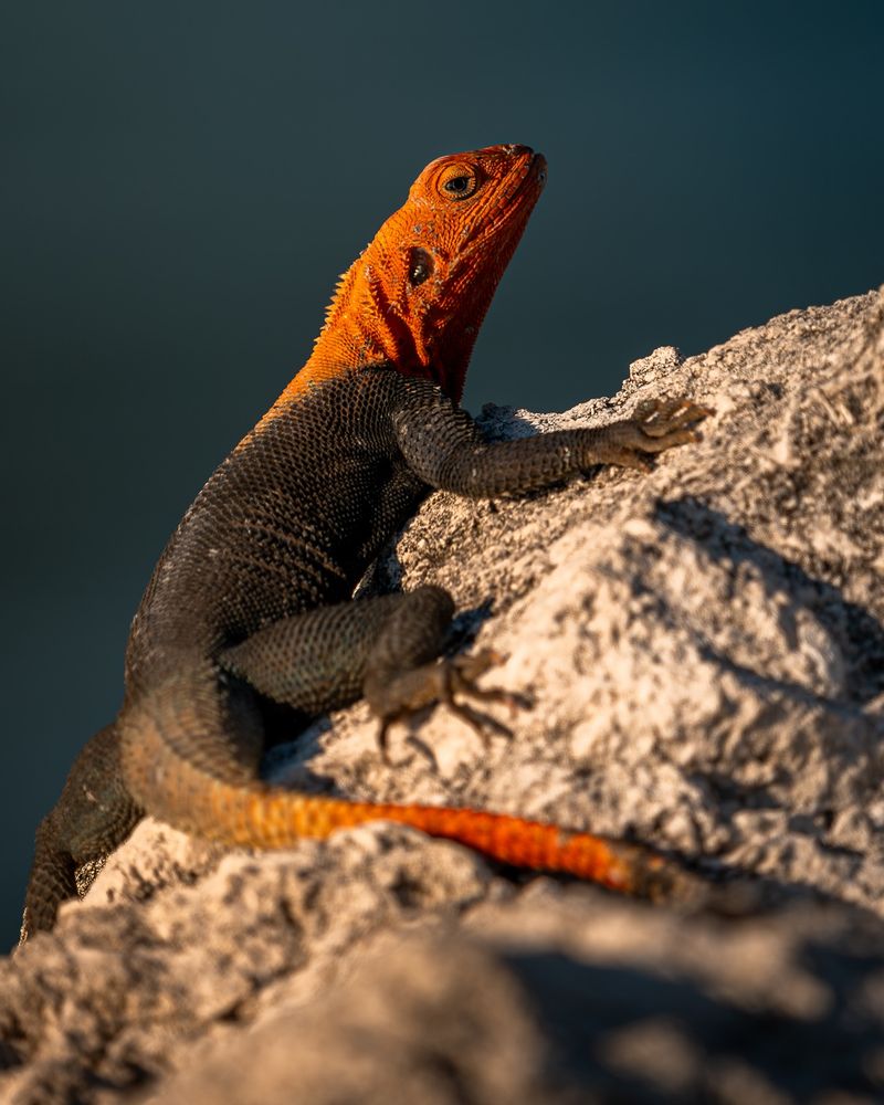 Lizards