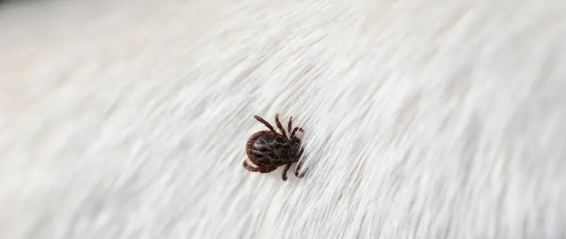 Locate the Tick