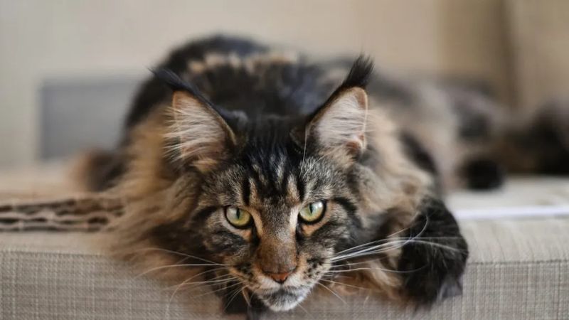 Long Lifespan Enables Consistent Support