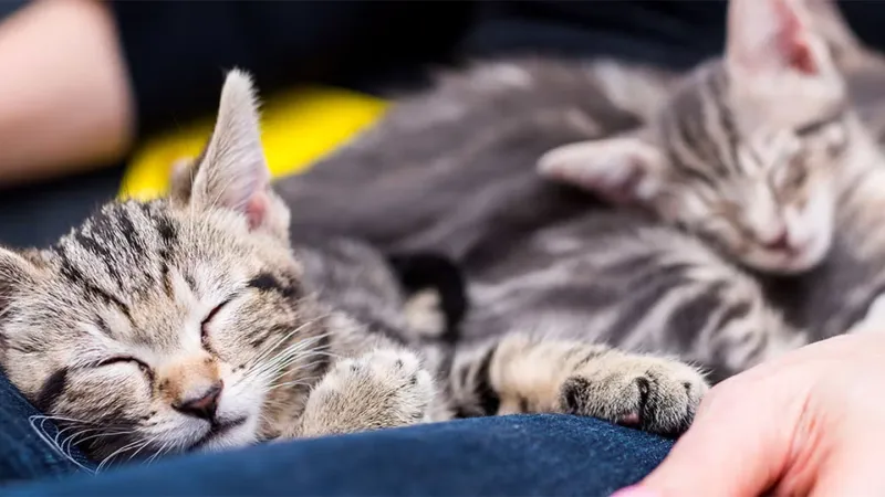 Long-Term Loving Companions