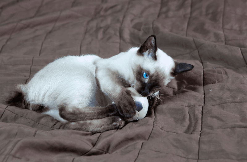 Longer Kitten-Like Playfulness