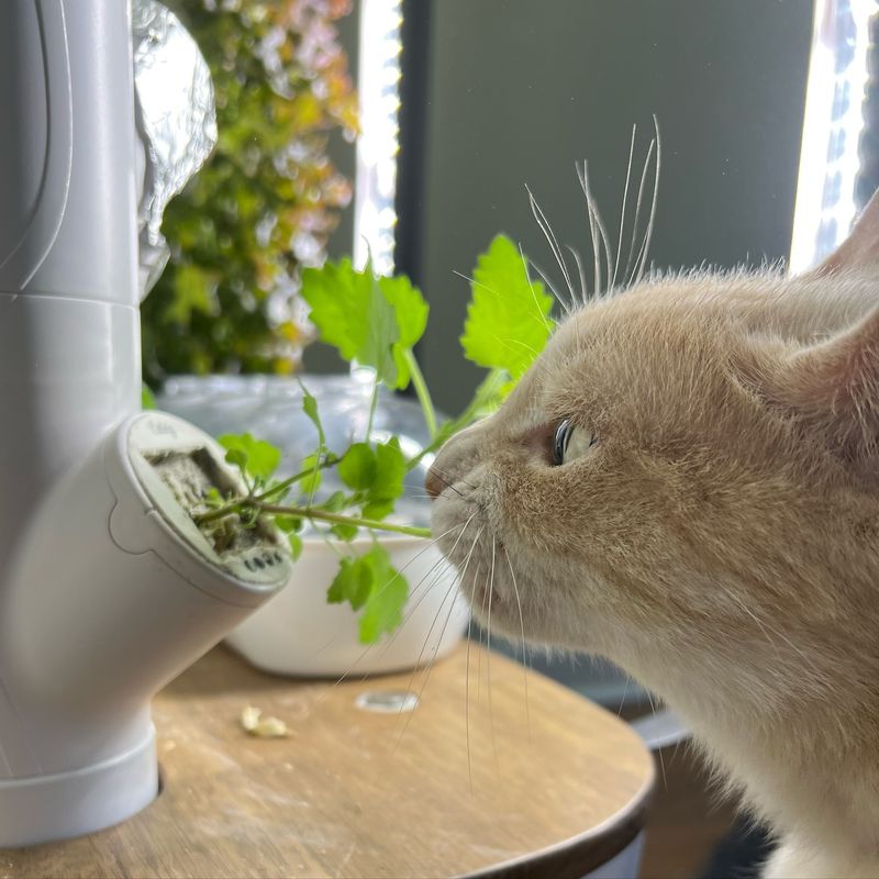 Love: Catnip Magic