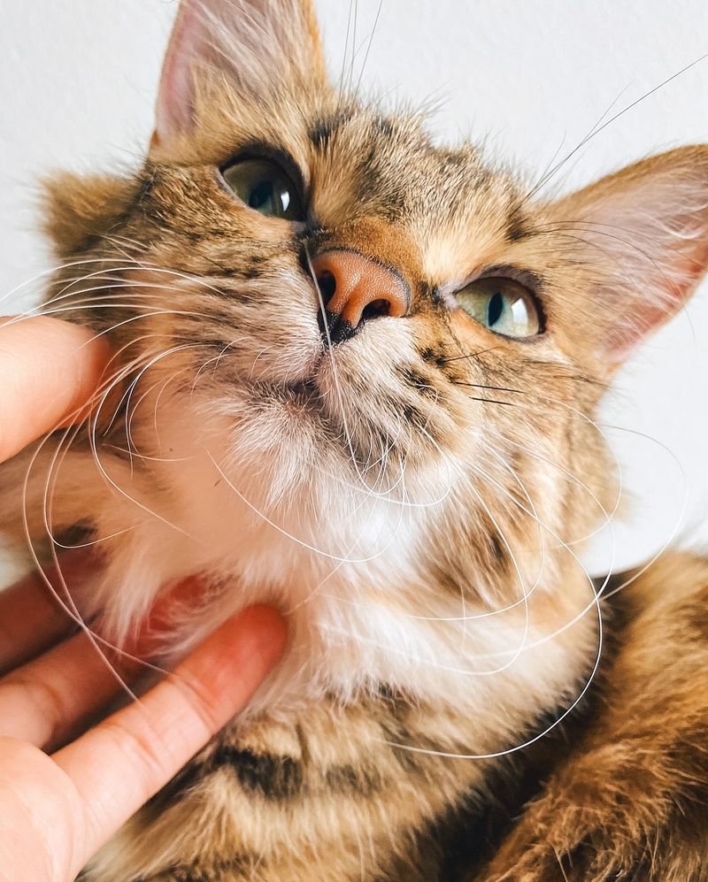 Love: Gentle Chin Scratches