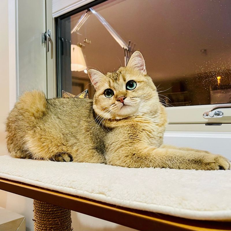 Love: Sunny Window Perches