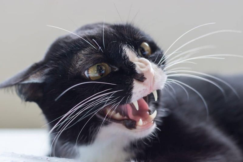 Low Growls or Hissing
