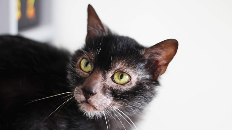 Lykoi