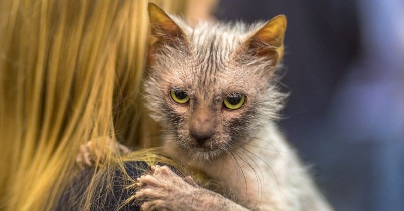 Lykoi (Werewolf Cat)