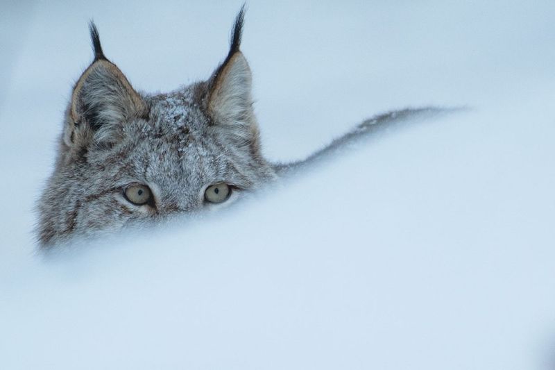 Lynx
